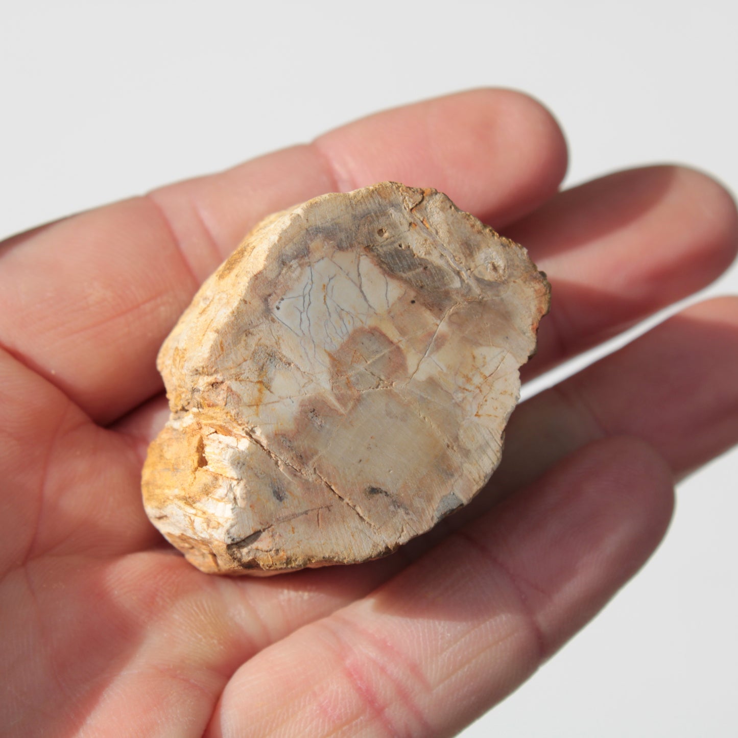 Petrified Wood Fossil slice from Madagascar 58g Rocks and Things