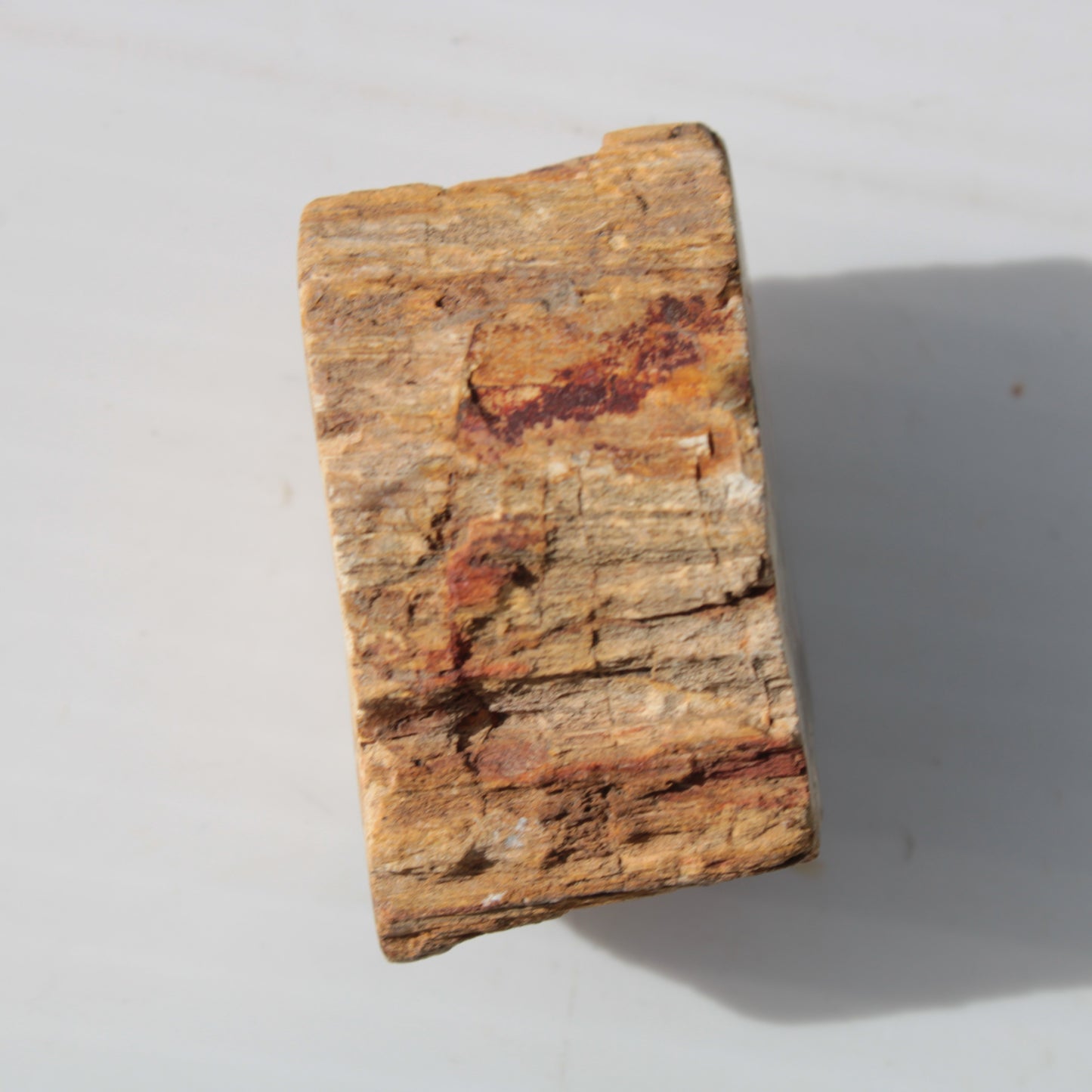 Petrified Wood Fossil slice from Madagascar 58g Rocks and Things