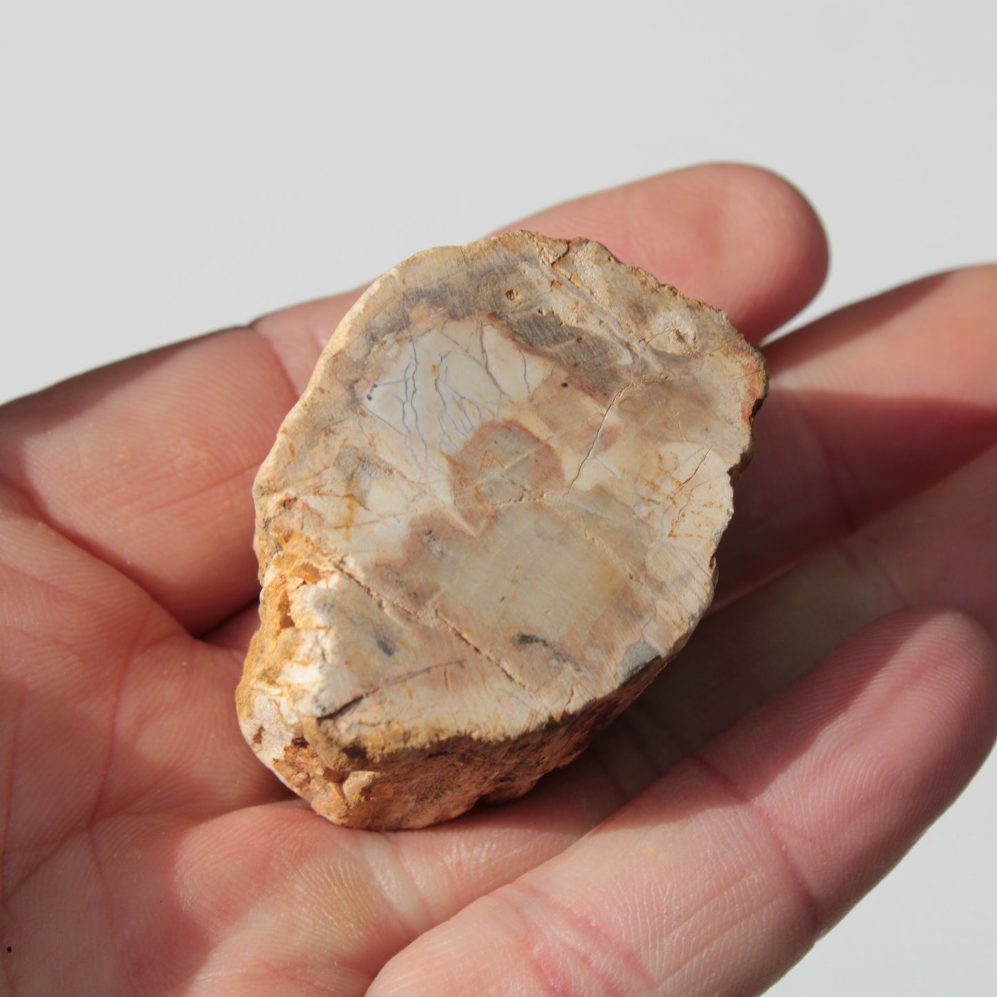 Petrified Wood Fossil slice from Madagascar 58g Rocks and Things