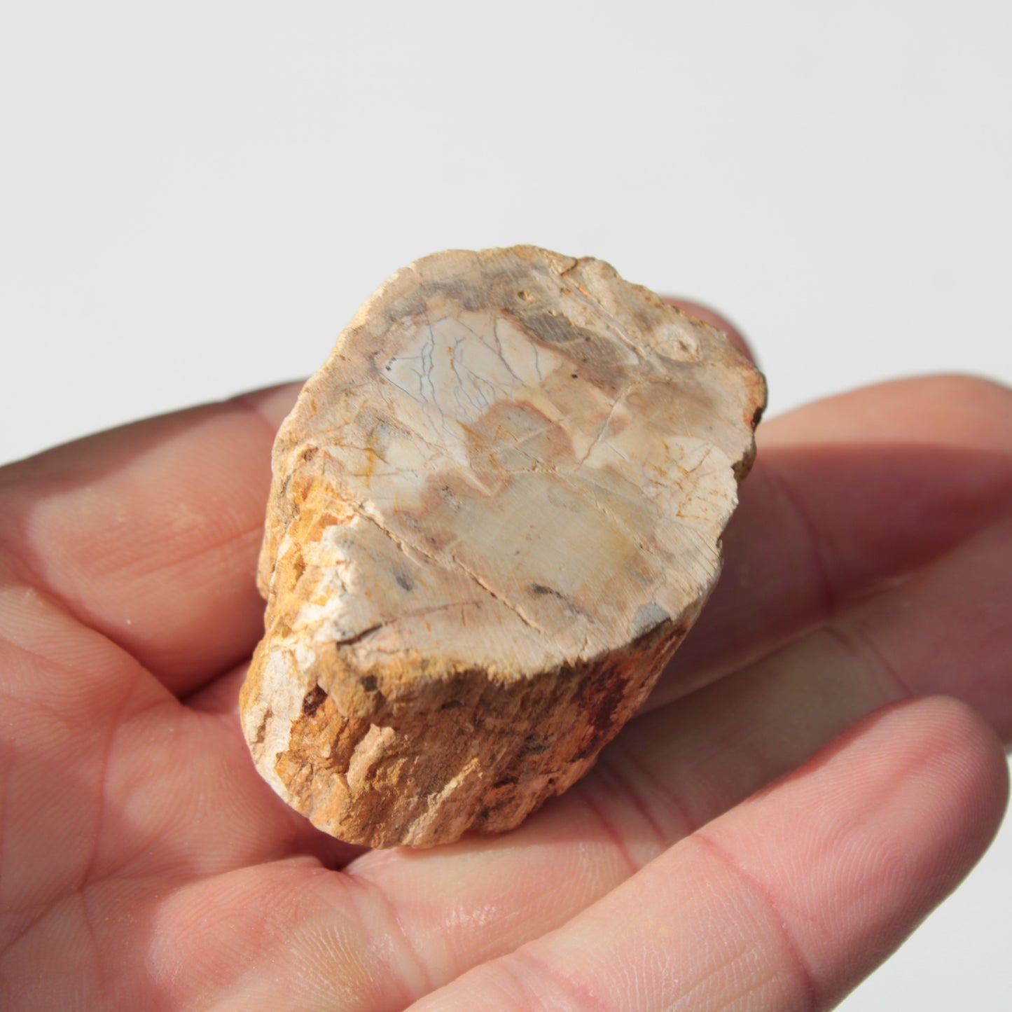 Petrified Wood Fossil slice from Madagascar 58g Rocks and Things