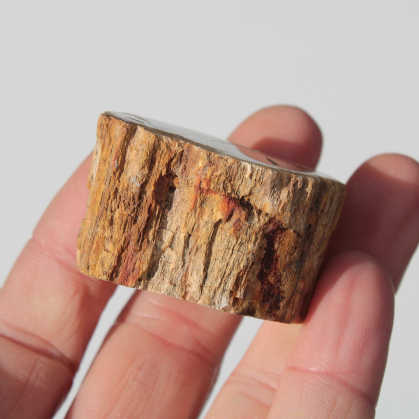 Petrified Wood Fossil slice from Madagascar 58g Rocks and Things