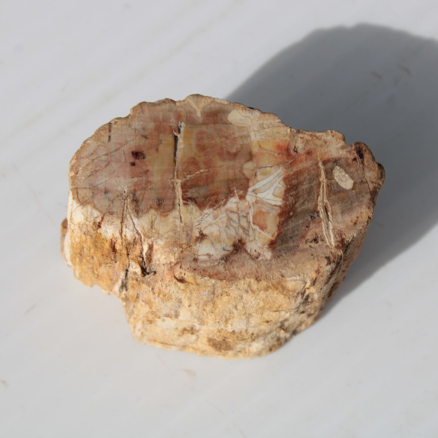Petrified Wood Fossil slice from Madagascar 58g Rocks and Things
