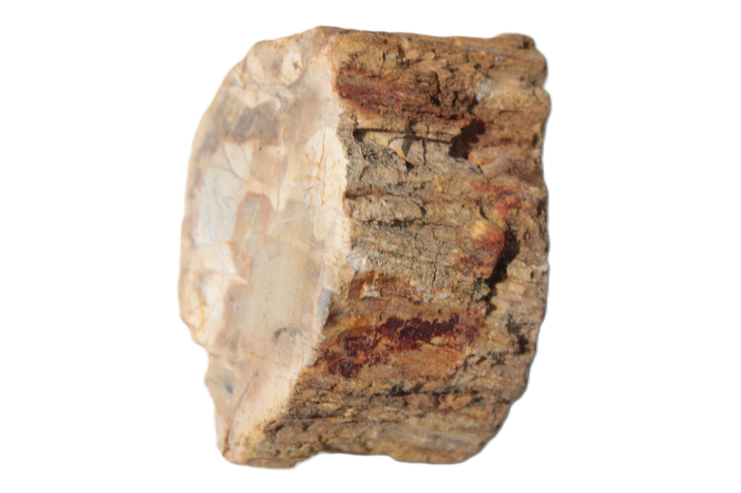 Petrified Wood Fossil slice from Madagascar 58g Rocks and Things