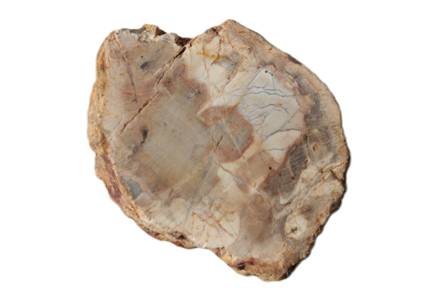 Petrified Wood Fossil slice from Madagascar 58g Rocks and Things