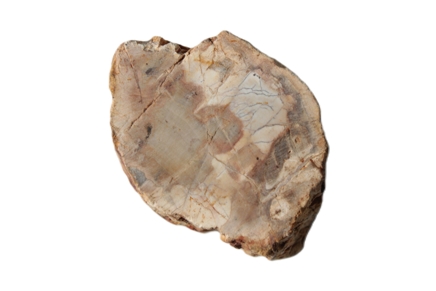Petrified Wood Fossil slice from Madagascar 58g Rocks and Things