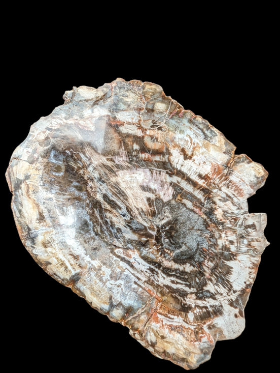 Petrified Wood slice from Madagascar 650g - Rocks and Things Store
