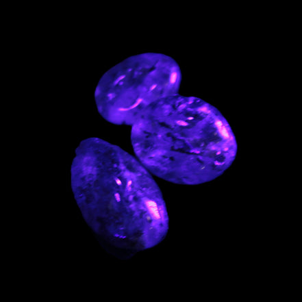 Biotite in Quartz 3 polished crystals 11-12g in UV light - Rocks and Things Store