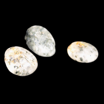 Biotite in Quartz 3 polished crystals 11-12g Rocks and Things