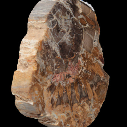 Petrified Wood Araucaria slice from Madagascar 96g in sunlight - Rocks and Things Store