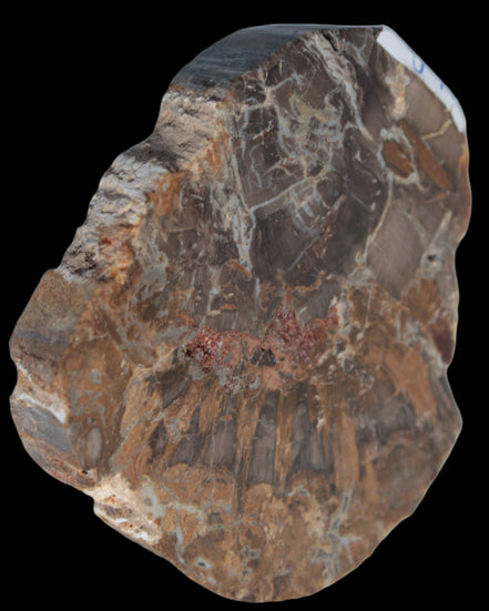 Petrified Wood Araucaria slice from Madagascar 96g in sunlight - Rocks and Things Store