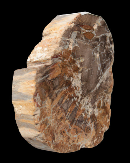 Petrified Wood Araucaria slice from Madagascar 96g in sunlight - Rocks and Things Store