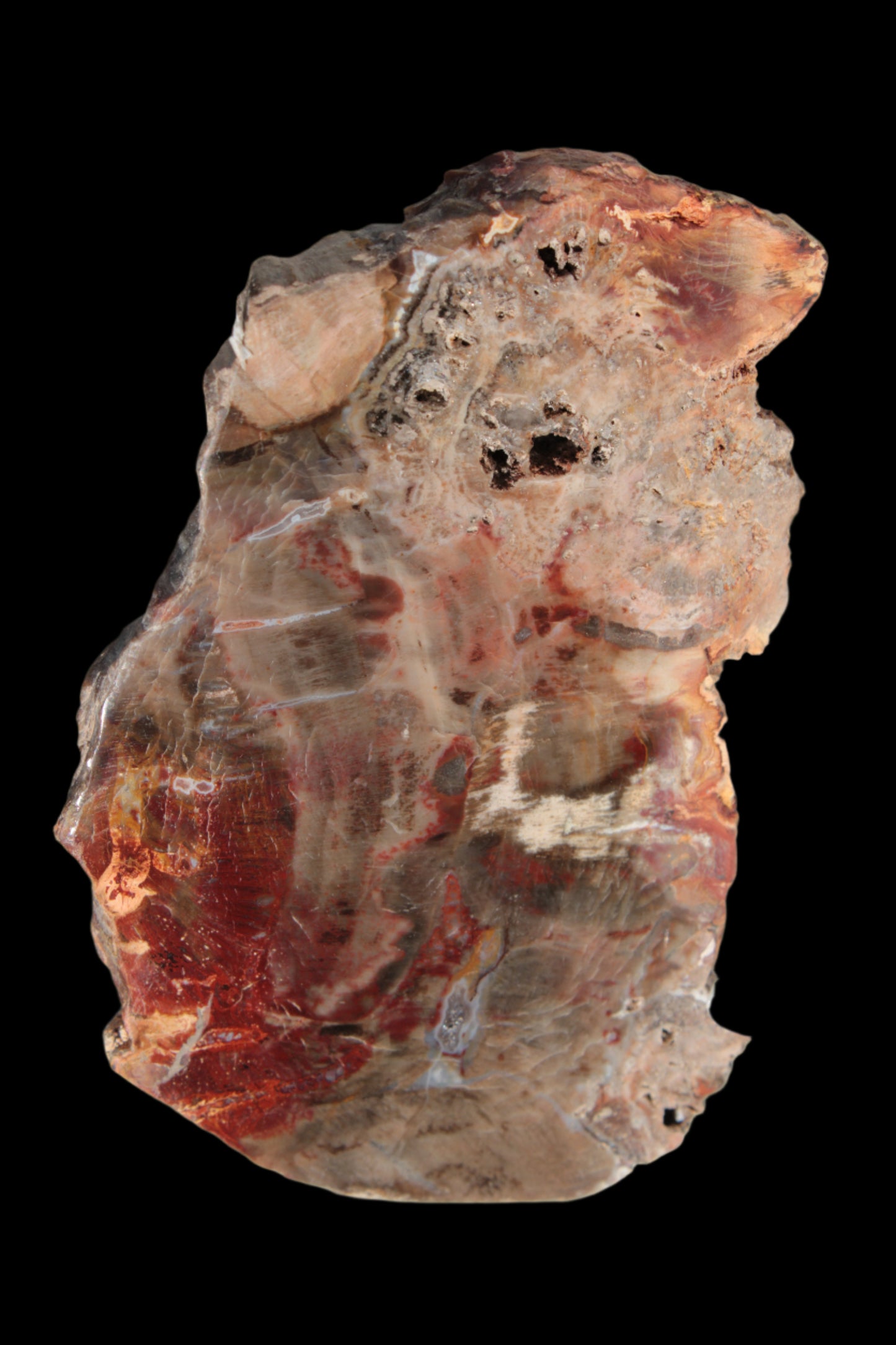Petrified Wood slice 211g - Rocks and Things Store