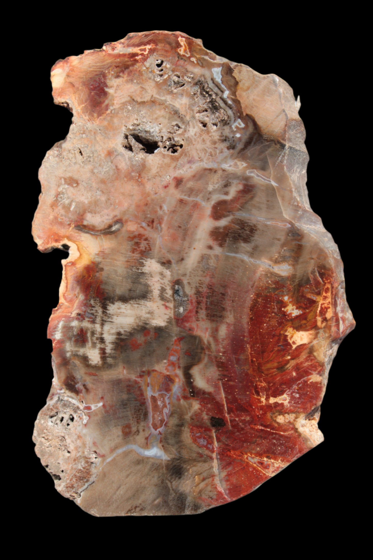 Petrified Wood slice 211g - Rocks and Things Store