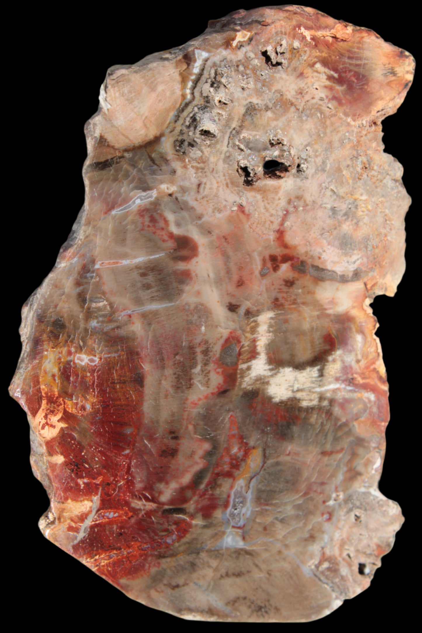 Petrified Wood slice 211g - Rocks and Things Store