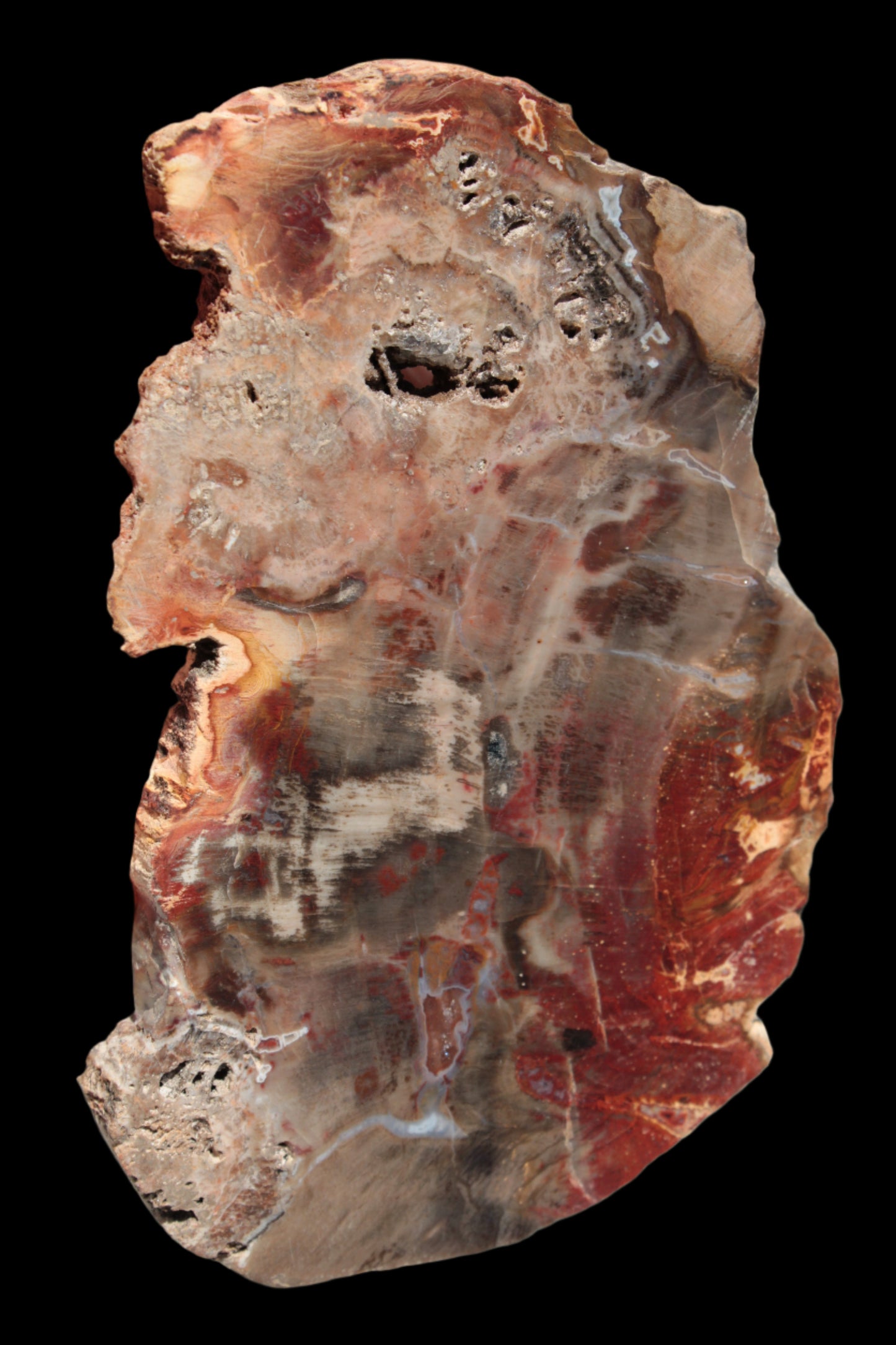 Petrified Wood slice 211g - Rocks and Things Store