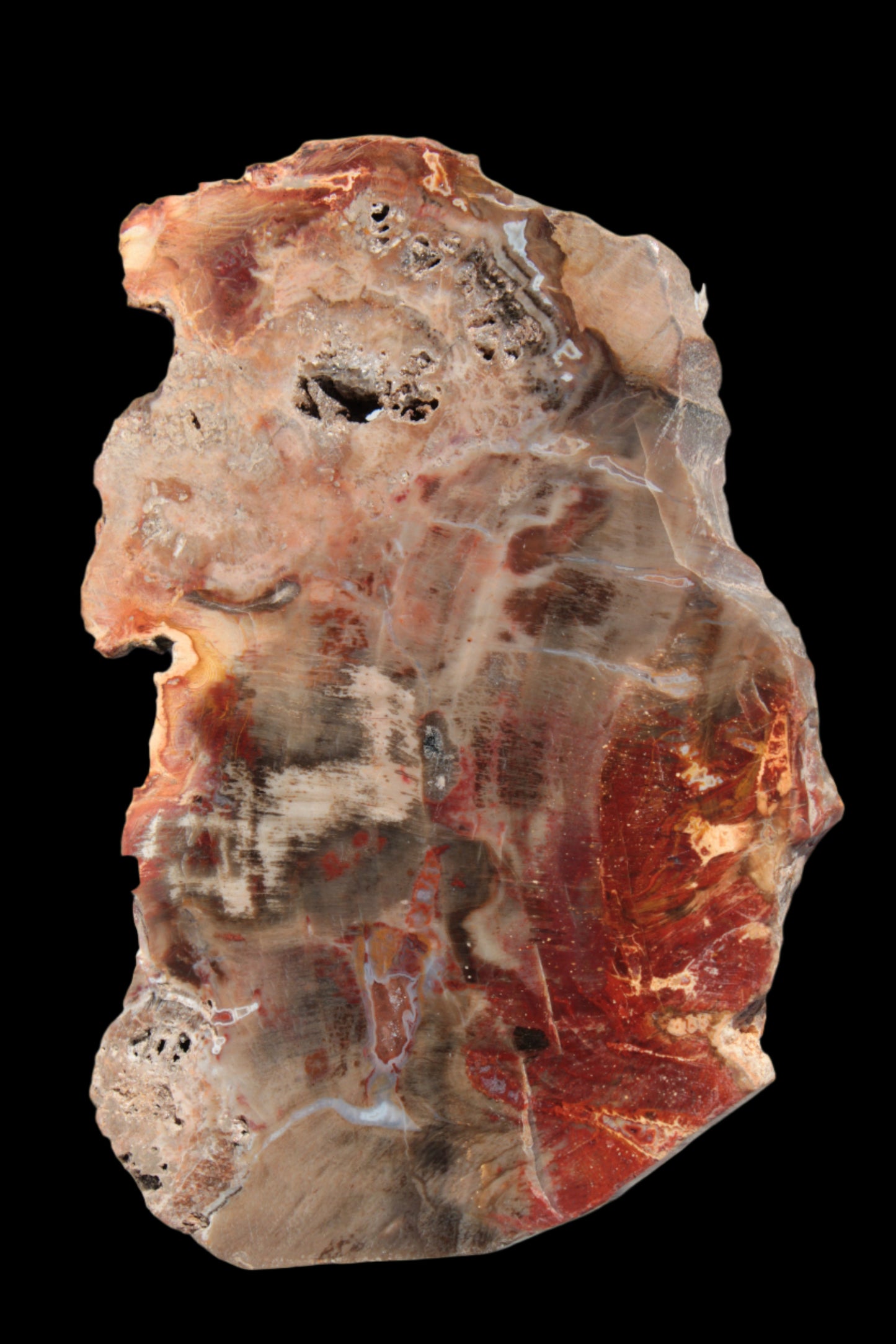 Petrified Wood slice 211g - Rocks and Things Store