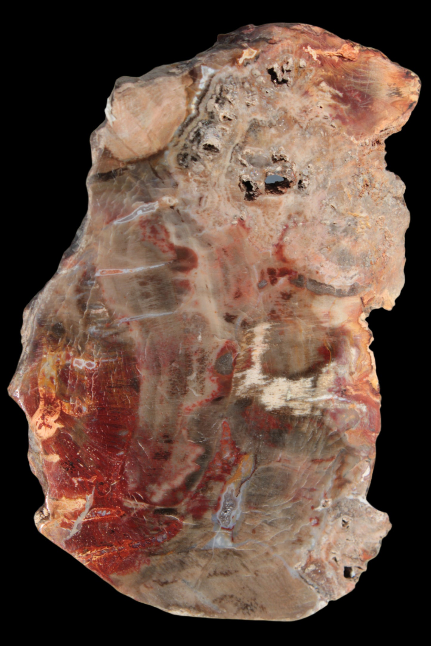 Petrified Wood slice 211g - Rocks and Things Store