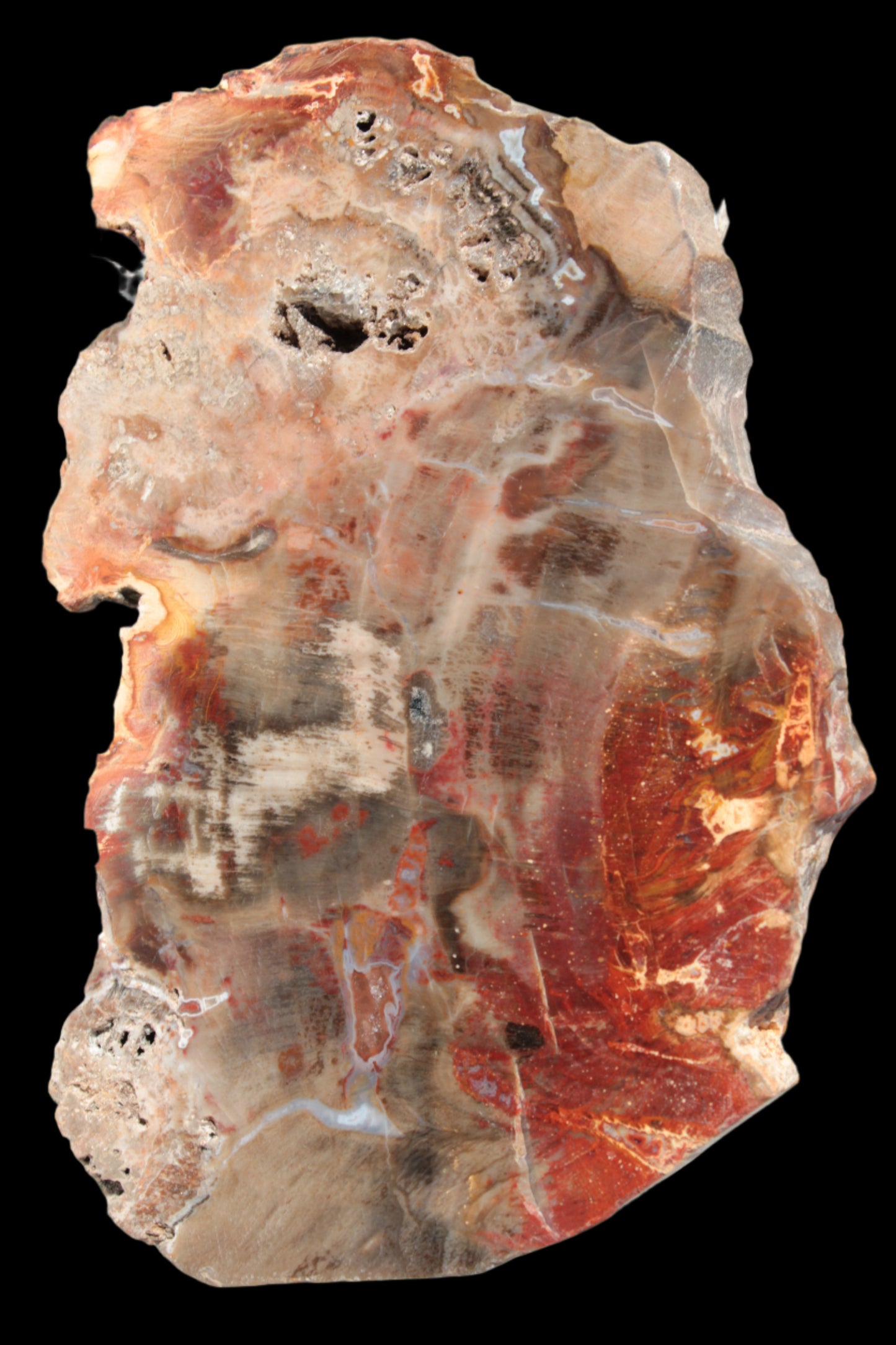 Petrified Wood slice 211g - Rocks and Things Store