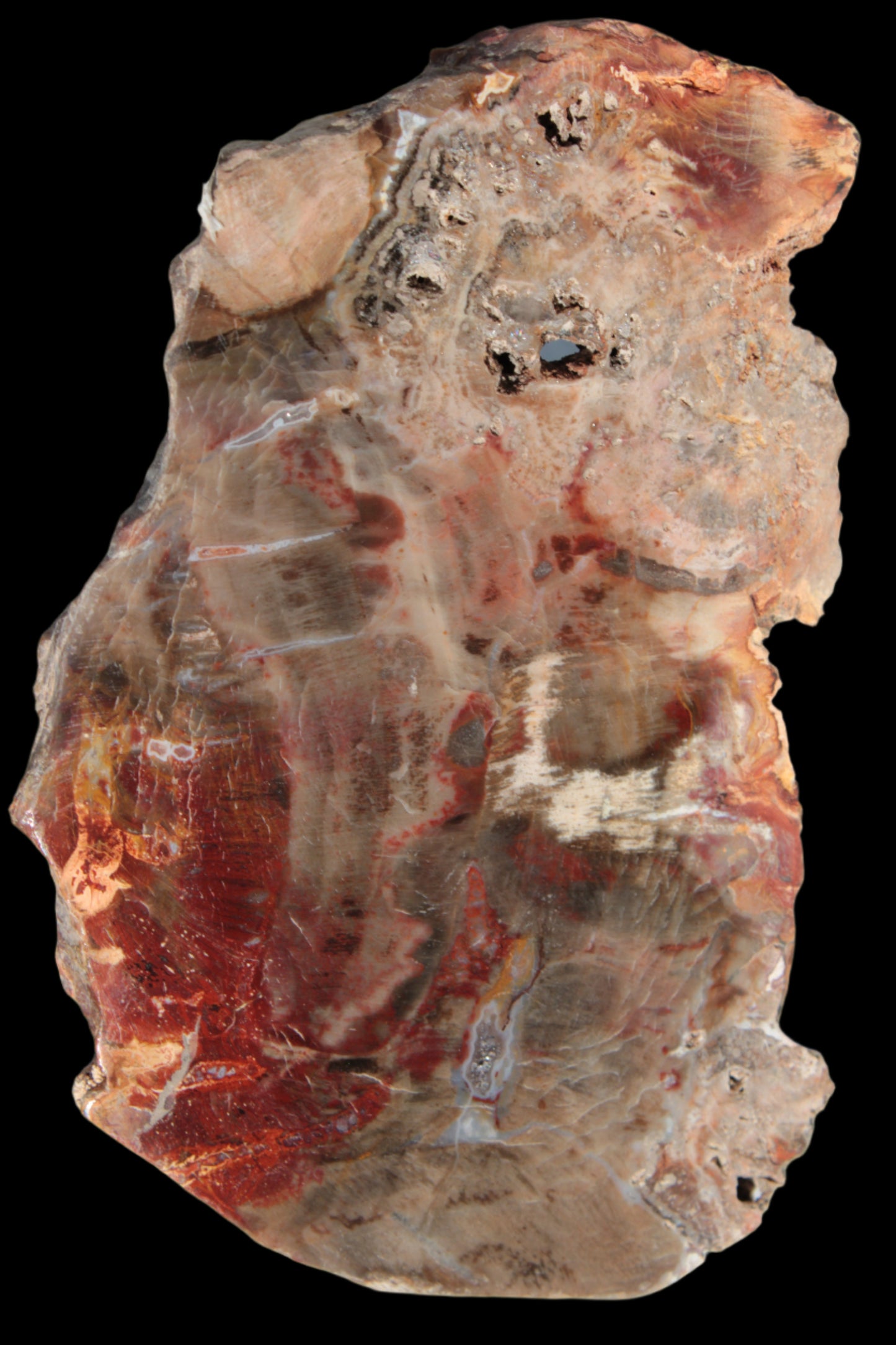 Petrified Wood slice 211g - Rocks and Things Store