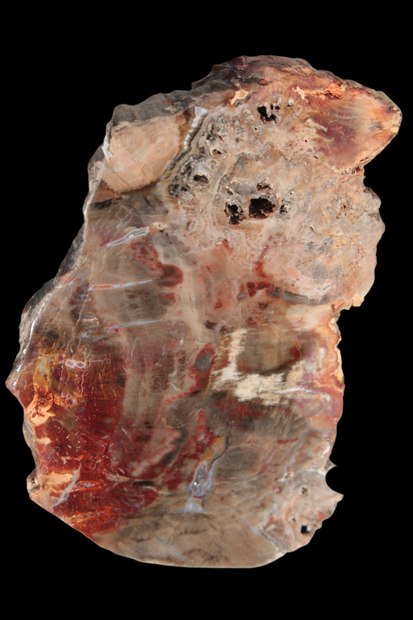 Petrified Wood slice 211g - Rocks and Things Store