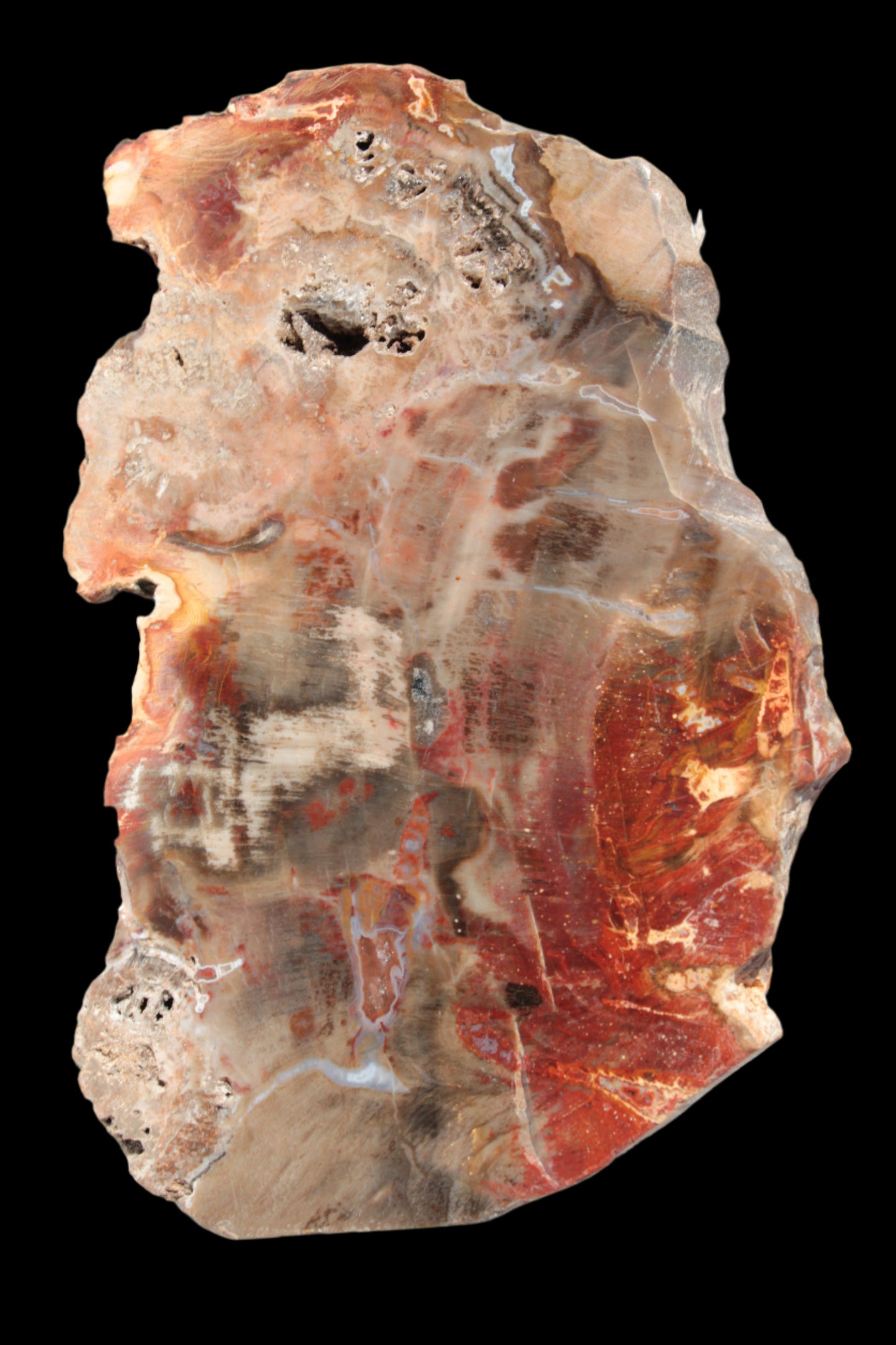 Petrified Wood slice 211g - Rocks and Things Store