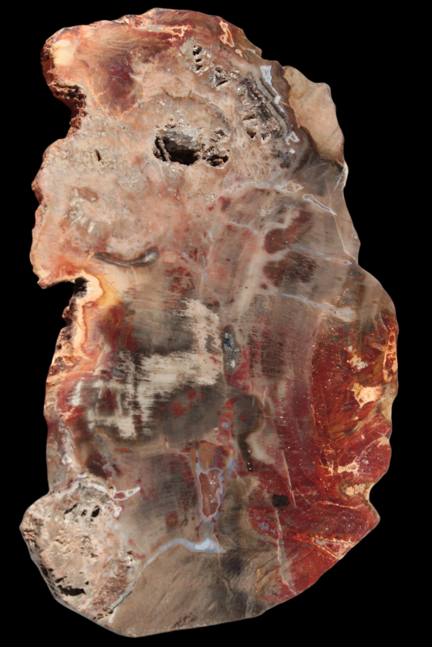 Petrified Wood slice 211g - Rocks and Things Store