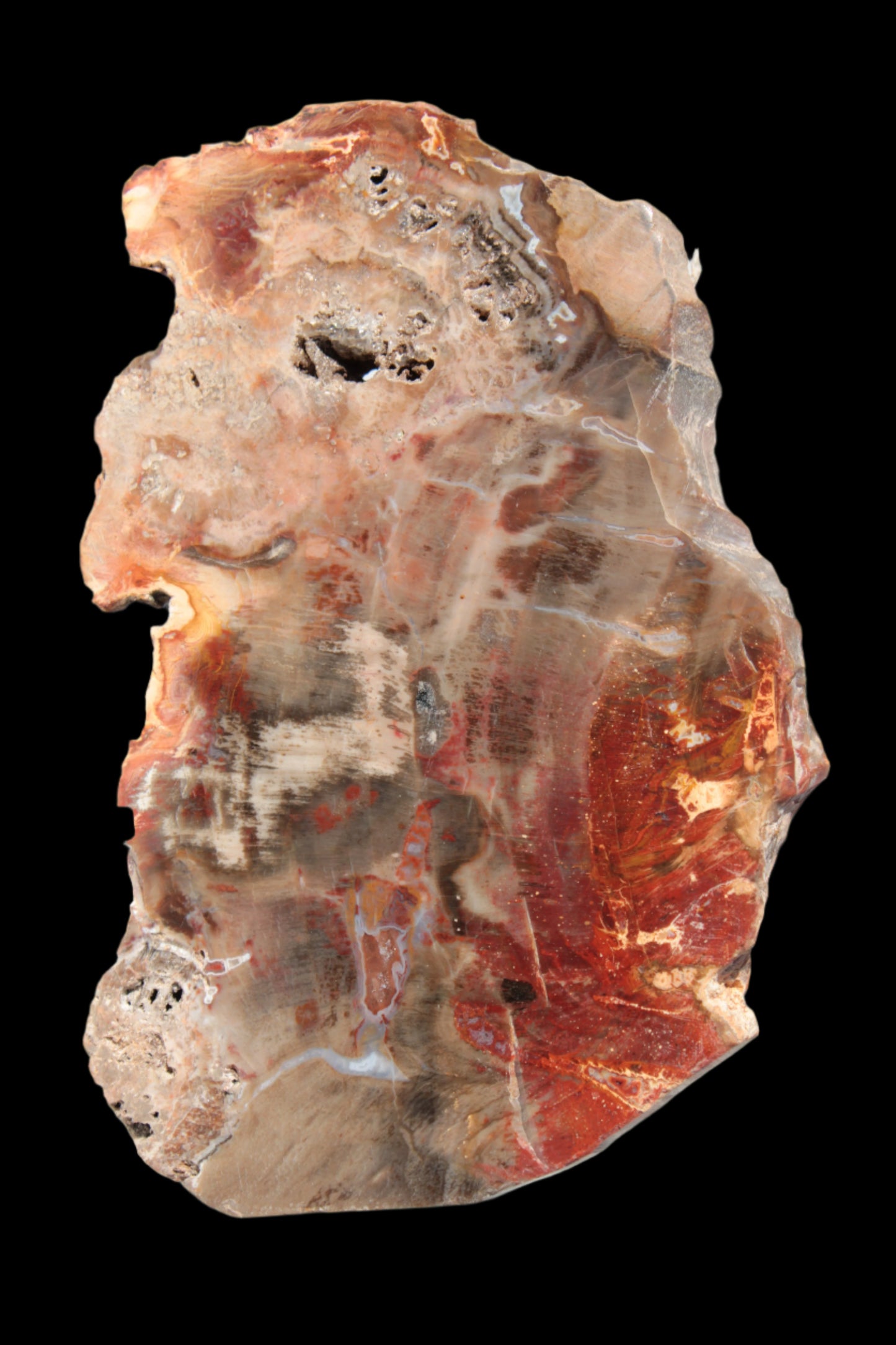 Petrified Wood slice 211g - Rocks and Things Store