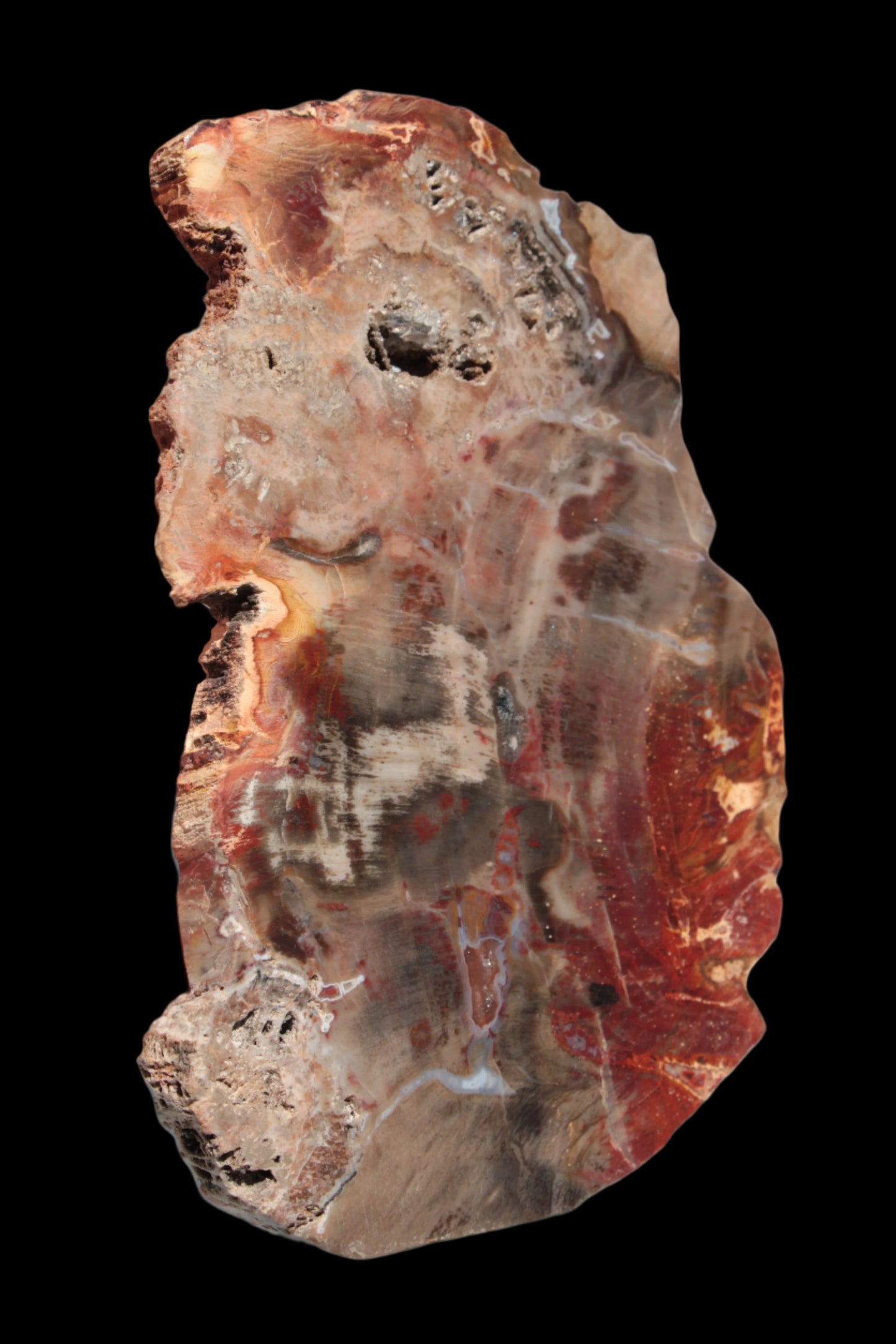Petrified Wood slice 211g - Rocks and Things Store