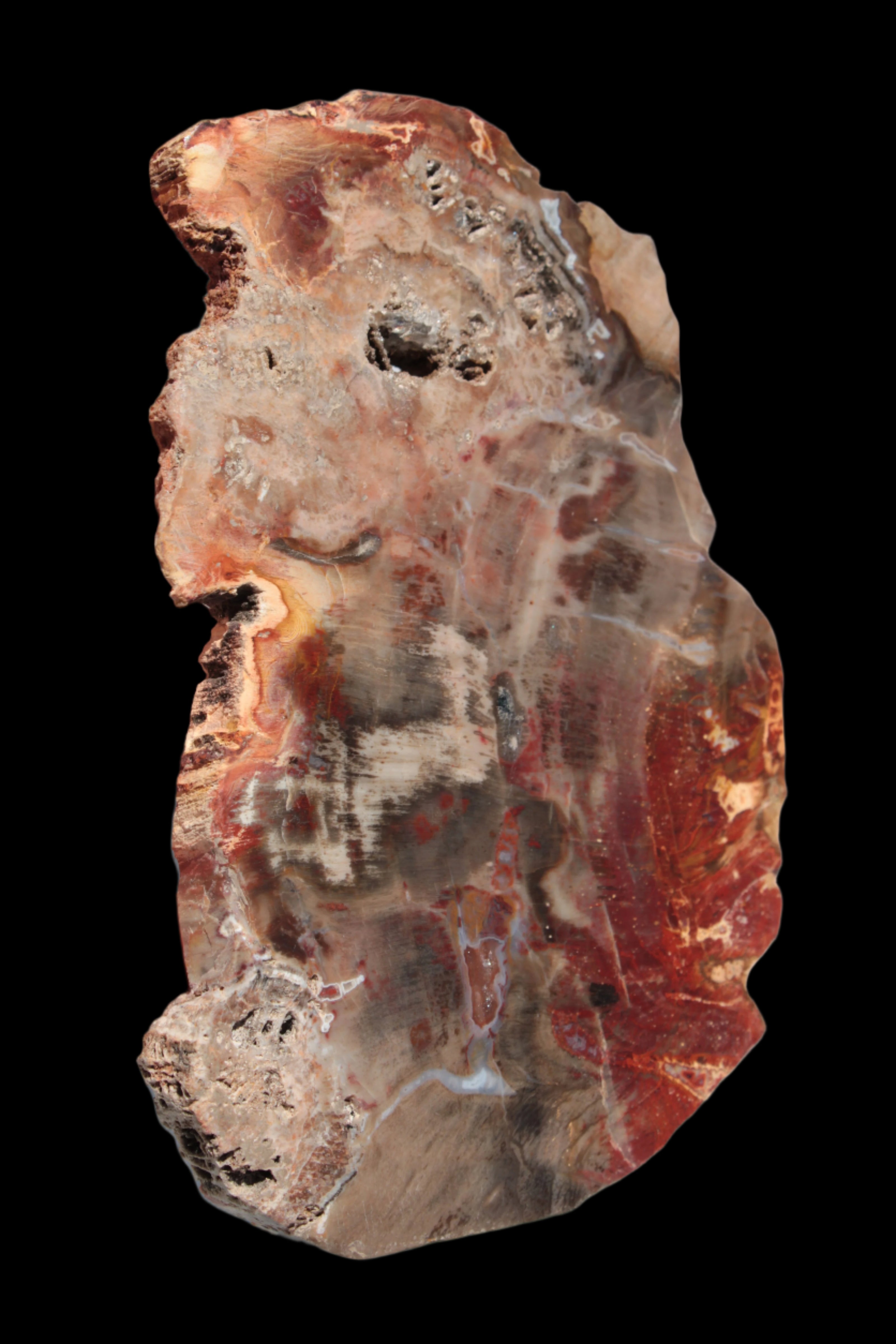 Petrified Wood slice 211g - Rocks and Things Store