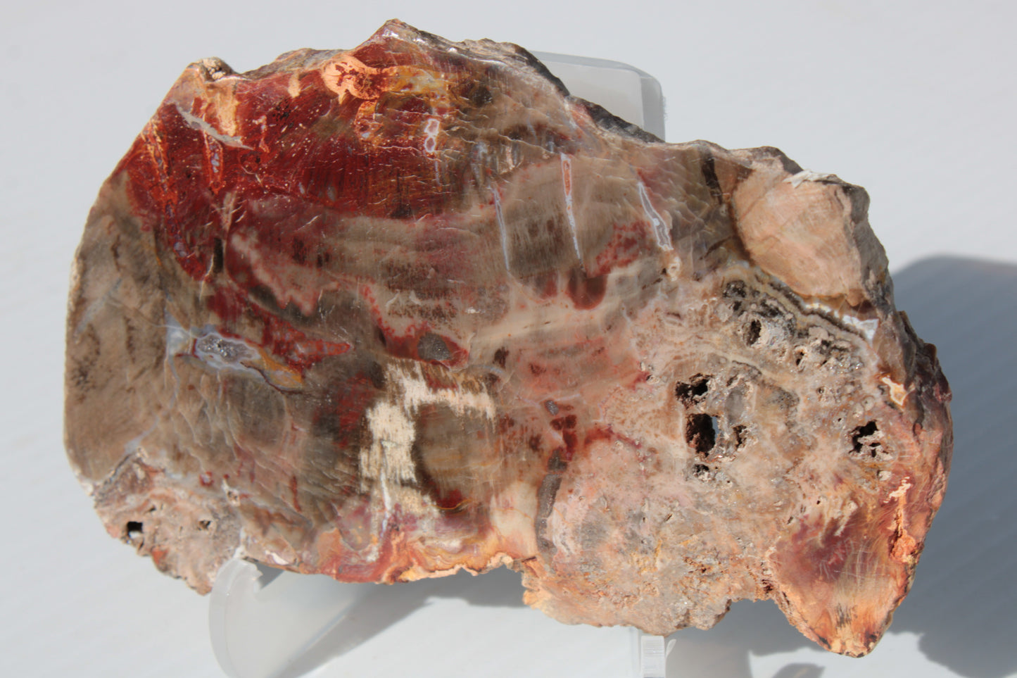 Petrified Wood slice 211g Rocks and Things