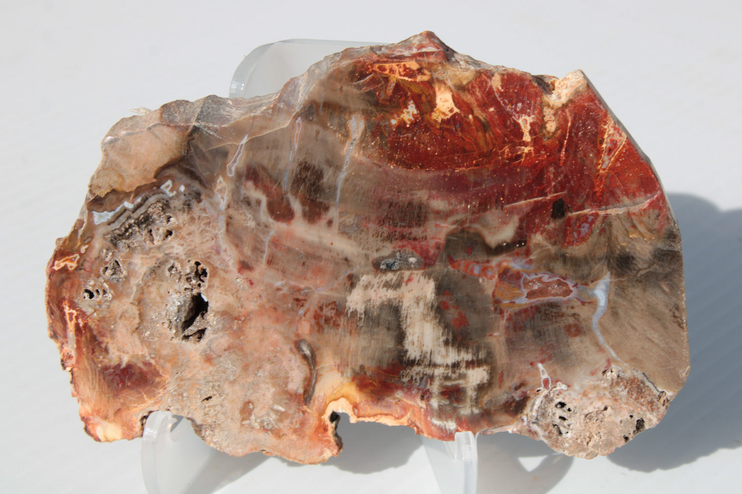 Petrified Wood slice 211g Rocks and Things