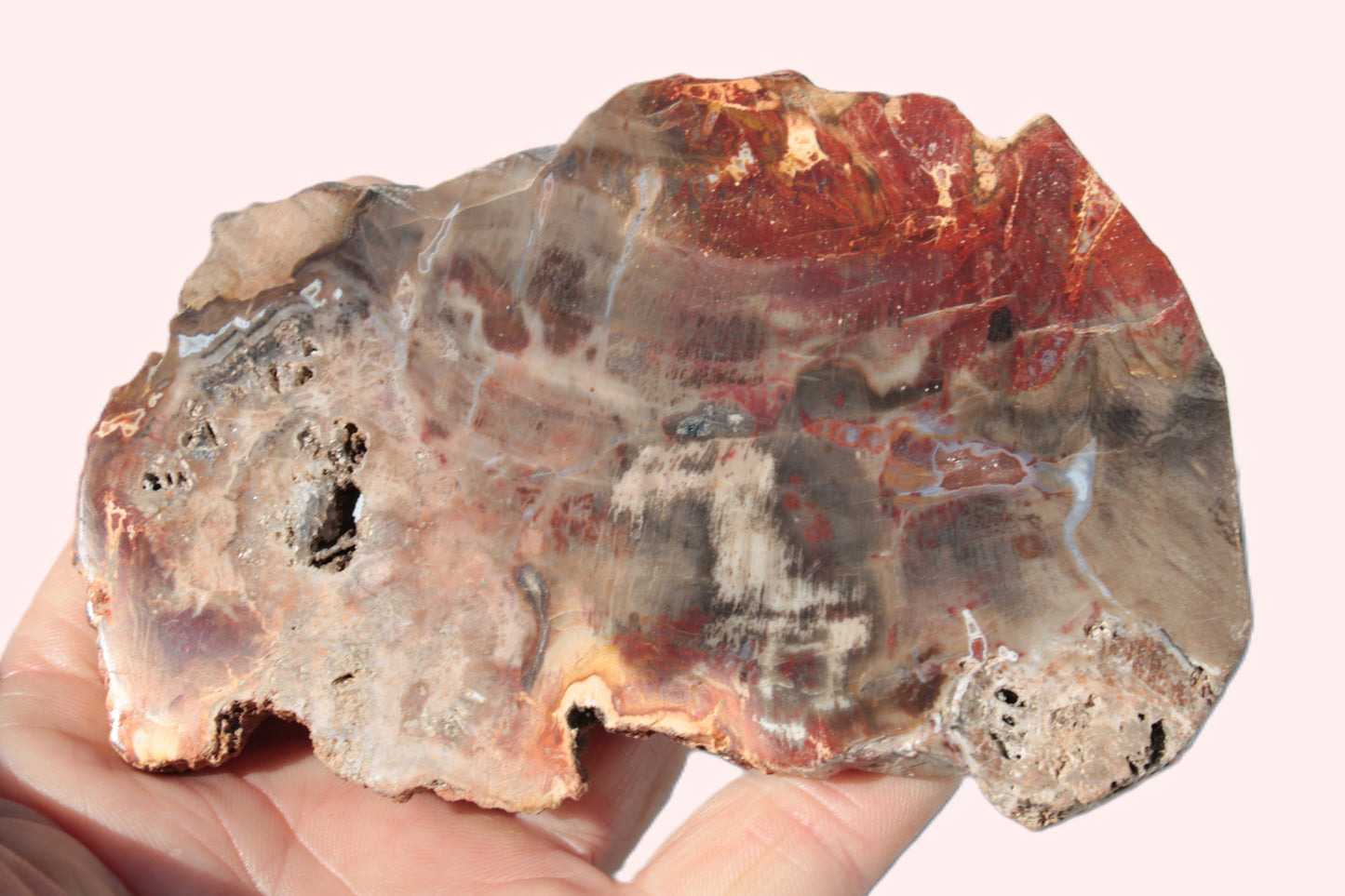 Petrified Wood slice 211g Rocks and Things