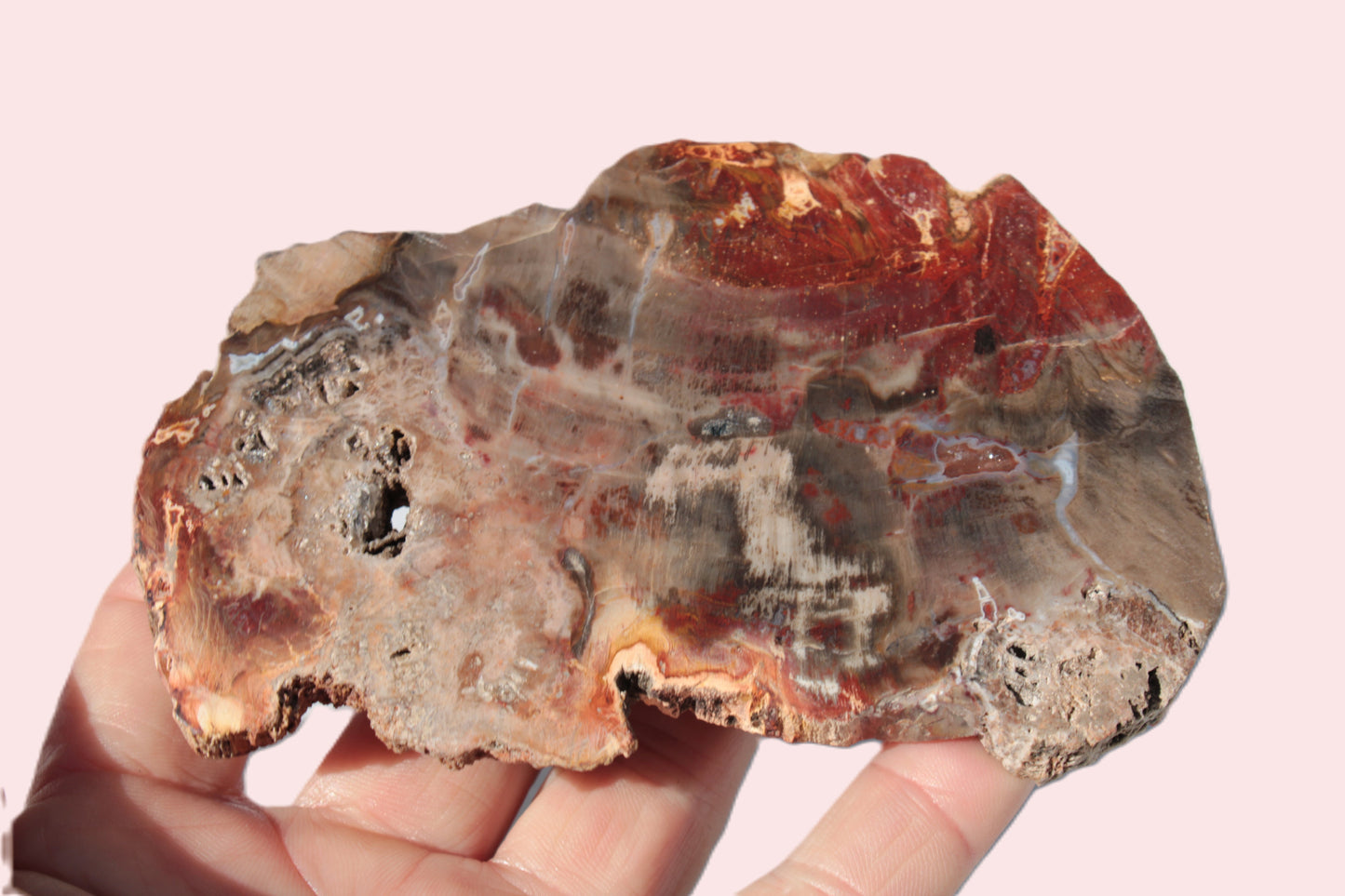 Petrified Wood slice 211g Rocks and Things