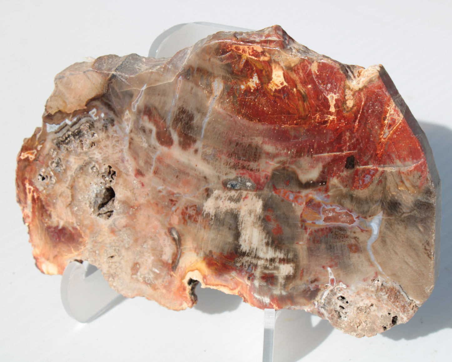 Petrified Wood slice 211g Rocks and Things