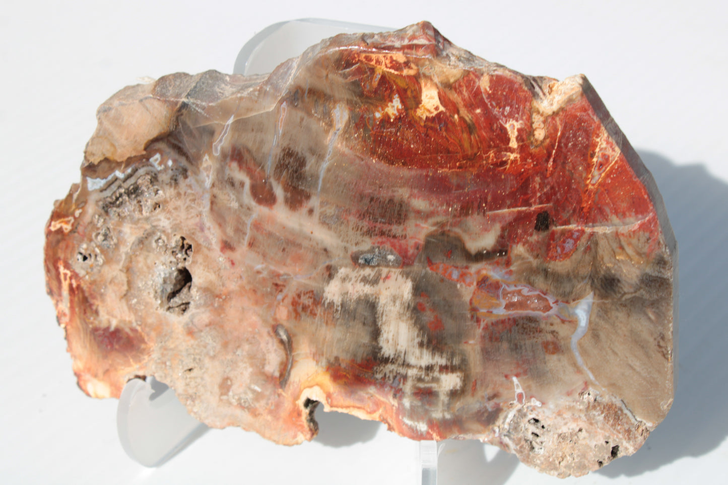 Petrified Wood slice 211g Rocks and Things