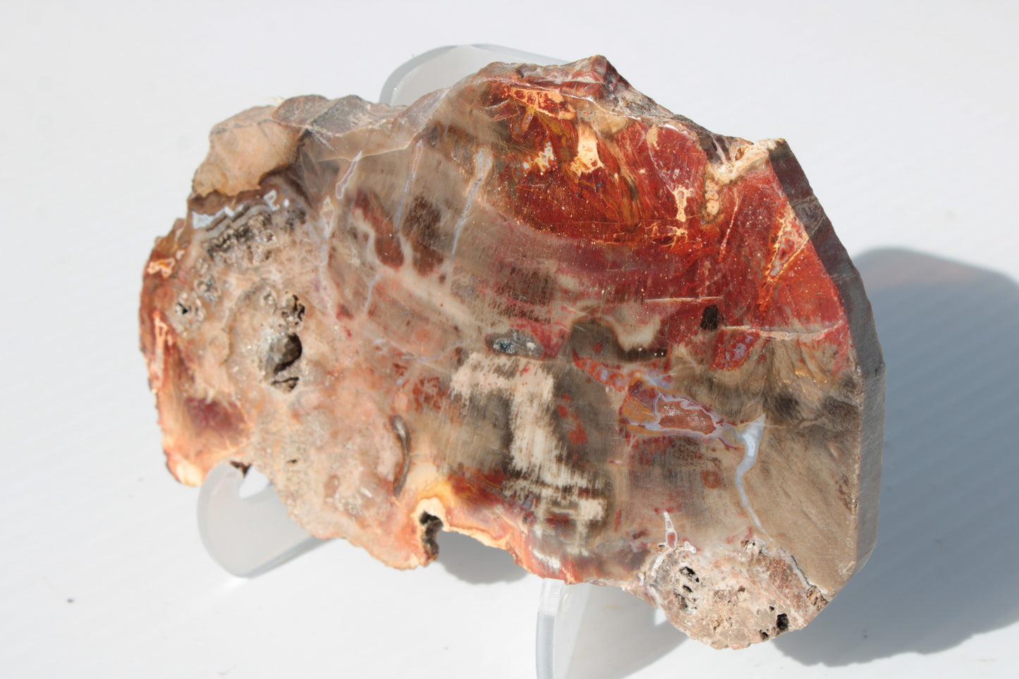 Petrified Wood slice 211g Rocks and Things