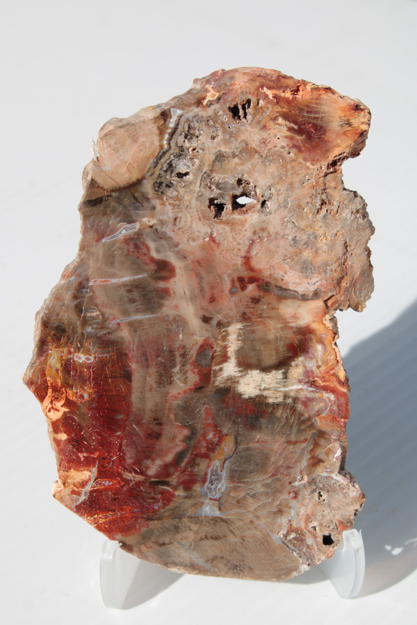 Petrified Wood slice 211g Rocks and Things