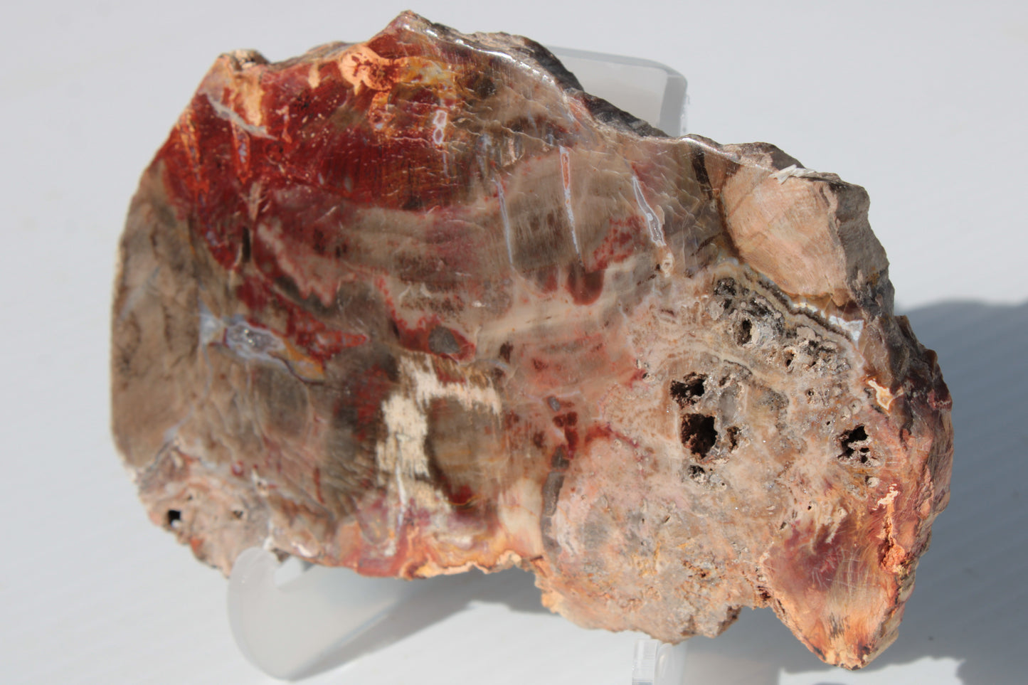 Petrified Wood slice 211g Rocks and Things