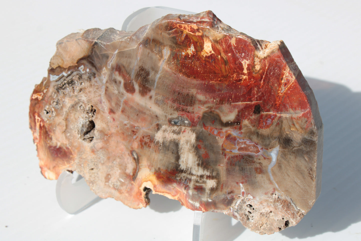Petrified Wood slice 211g Rocks and Things