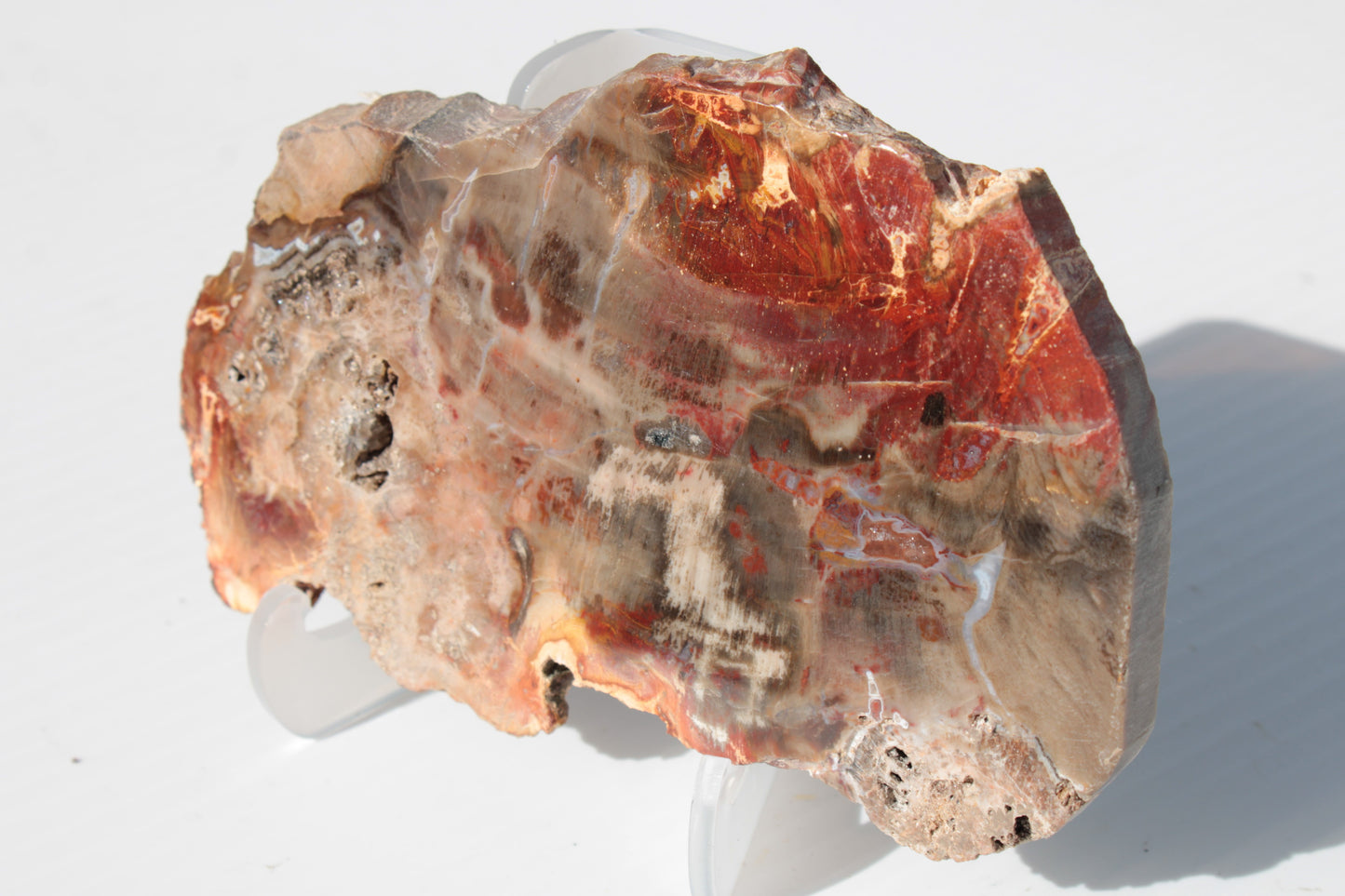 Petrified Wood slice 211g Rocks and Things