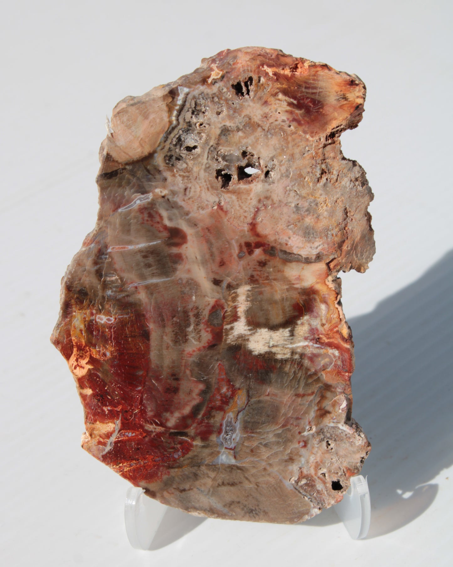 Petrified Wood slice 211g Rocks and Things