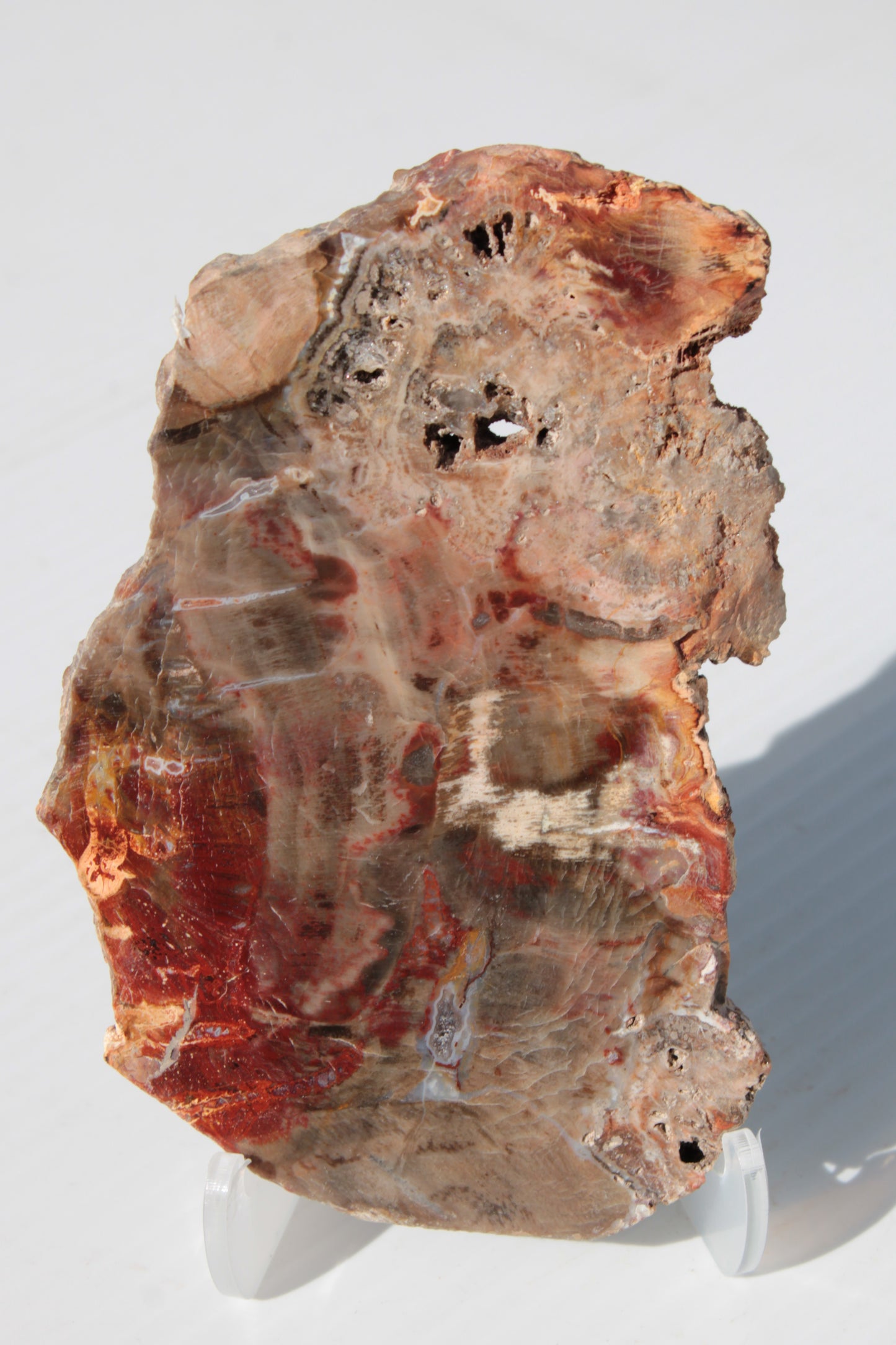 Petrified Wood slice 211g Rocks and Things
