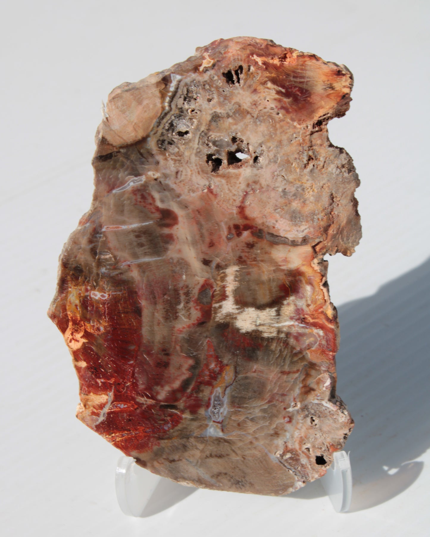 Petrified Wood slice 211g Rocks and Things