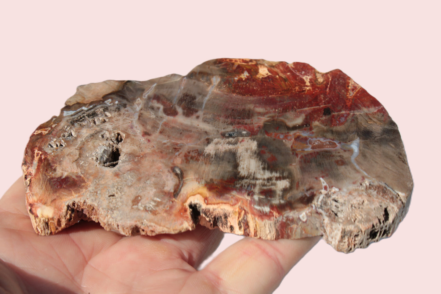 Petrified Wood slice 211g Rocks and Things