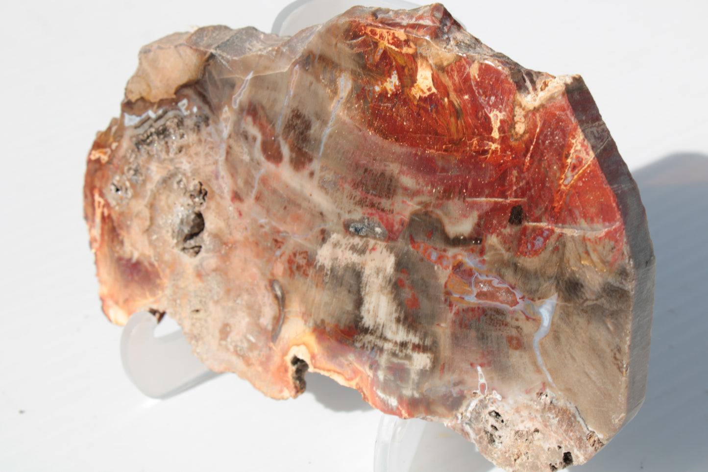 Petrified Wood slice 211g Rocks and Things