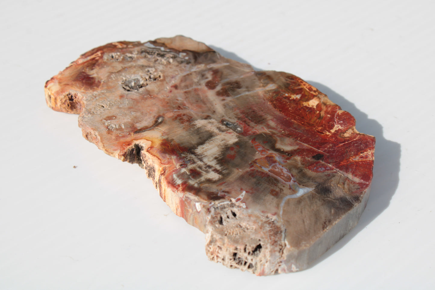 Petrified Wood slice 211g Rocks and Things