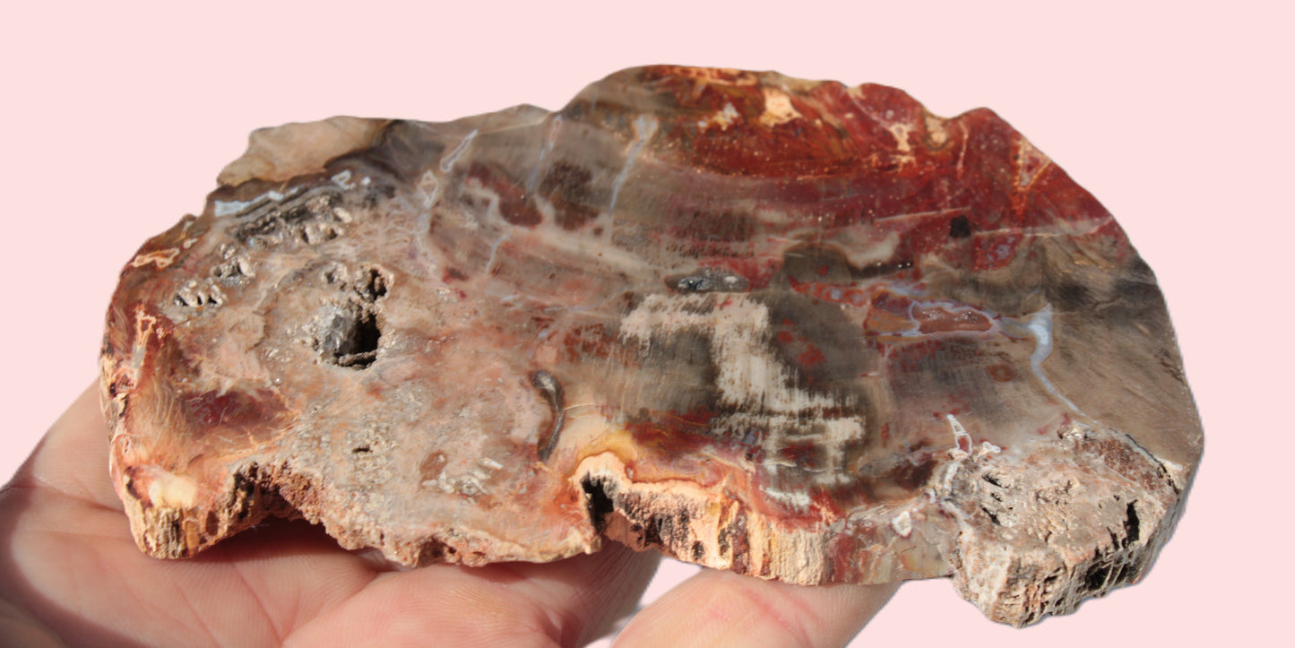 Petrified Wood slice 211g Rocks and Things