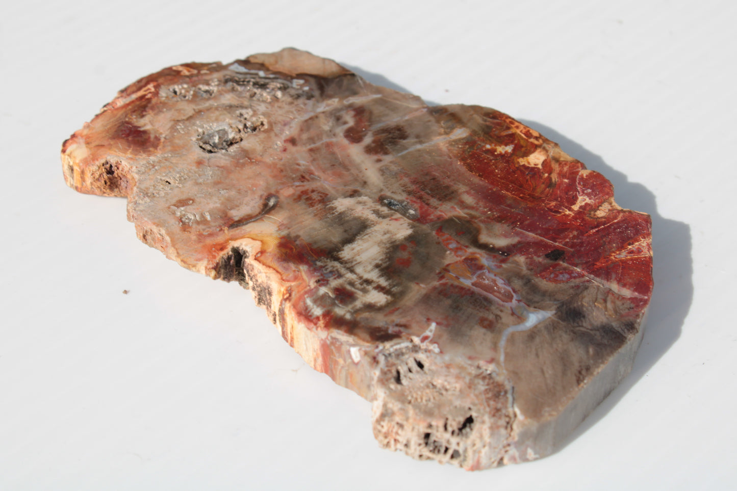 Petrified Wood slice 211g Rocks and Things