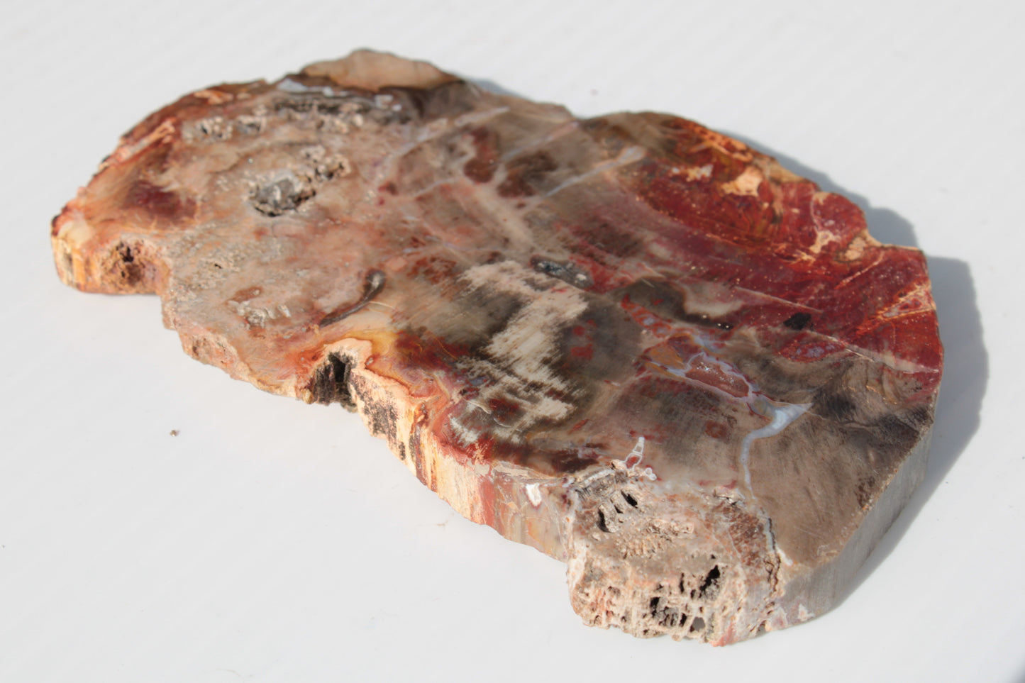 Petrified Wood slice 211g Rocks and Things