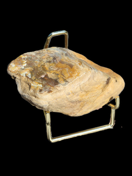 Petrified Wood from Queensland 244g Rocks and Things